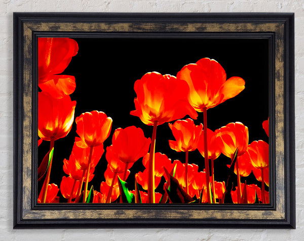Orange Tulips Black Skies Framed Print