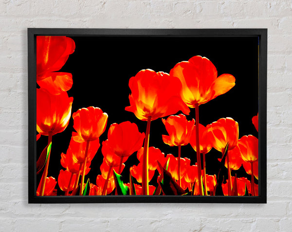Orange Tulips Black Skies Framed Print