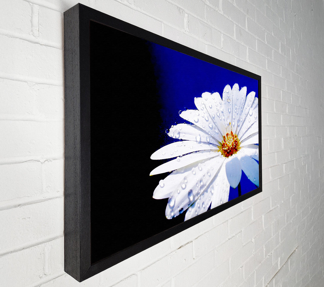  A Canvas Print of White Daisy Petal Droplet Canvas Art