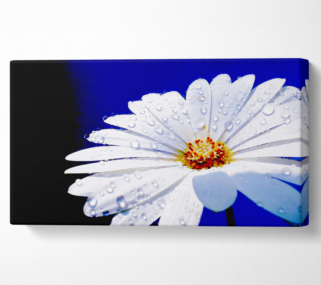  A Canvas Print of White Daisy Petal Droplet Canvas Art