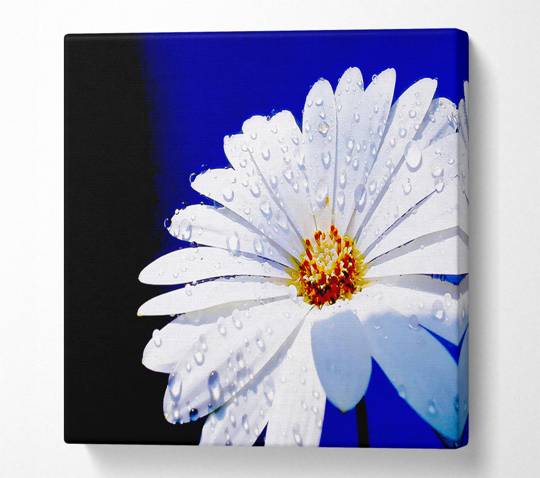  A Canvas Print of White Daisy Petal Droplet Canvas Art