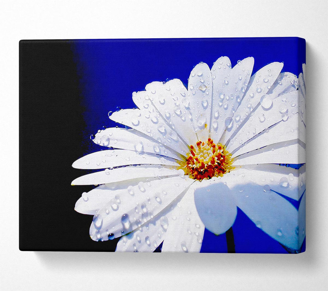  A Canvas Print of White Daisy Petal Droplet Canvas Art