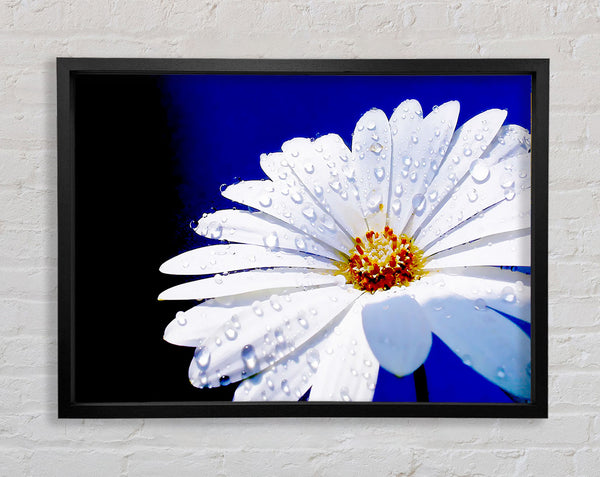 White Daisy Petal Droplet Framed Print