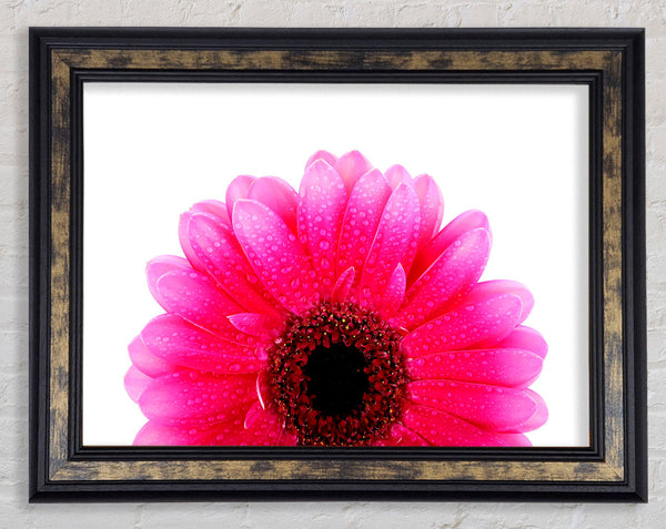 Pink Petal Dew Drop Gerbera Framed Print