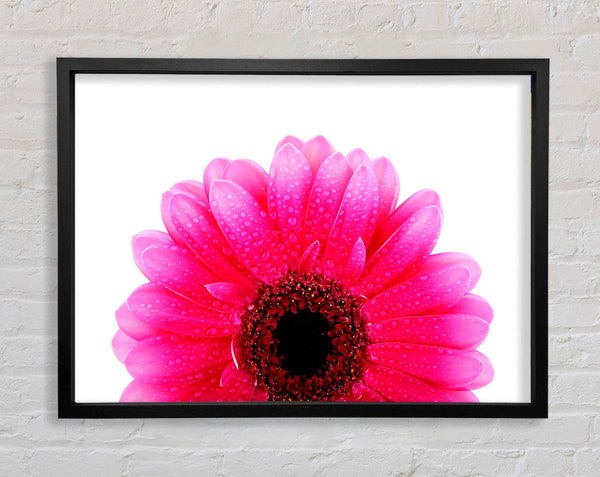 Pink Petal Dew Drop Gerbera Framed Print