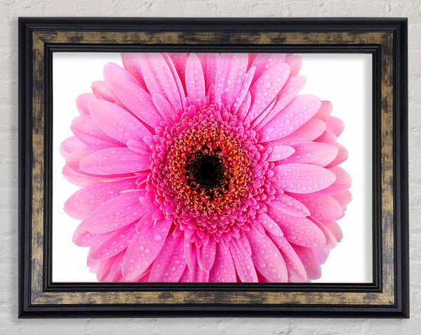 Baby Pink Dew Drop Gerbera Framed Print