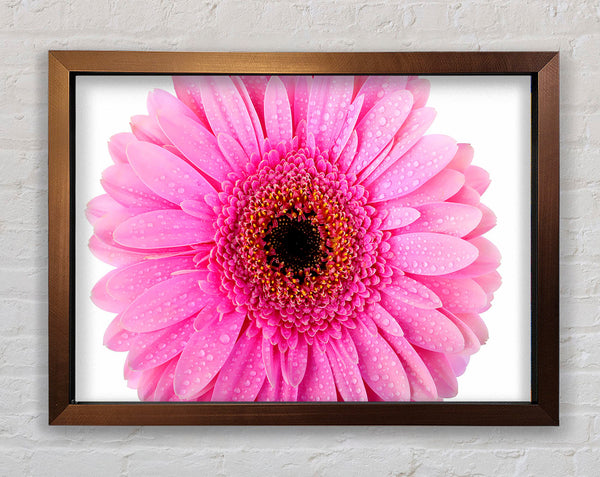 Baby Pink Dew Drop Gerbera Framed Print