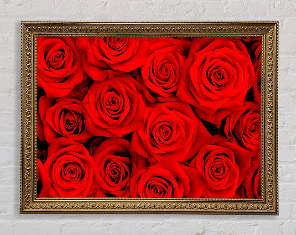 Lovely Roses For The One I Love Framed Print