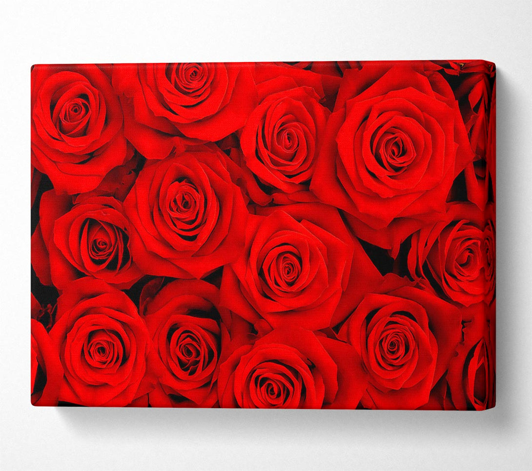  A Canvas Print of Lovely Roses For The One I Love Canvas Print