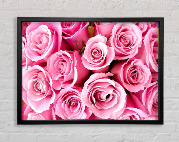 Special Pink Roses Framed Print