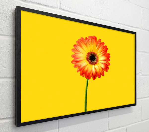 Orange Gerbera On Yellow