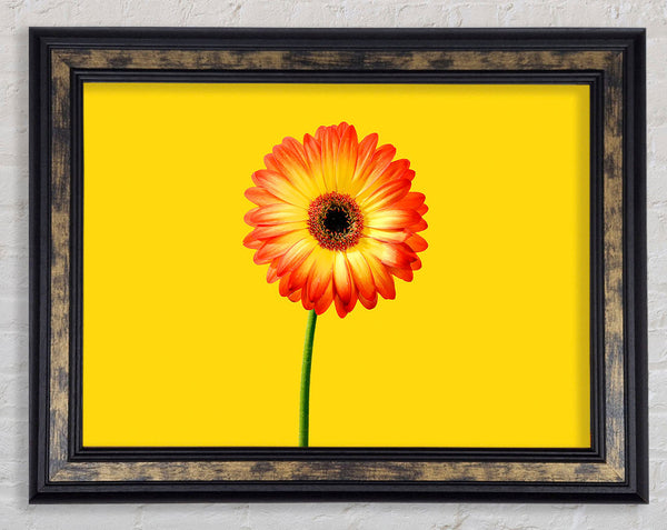 Orange Gerbera On Yellow Framed Print