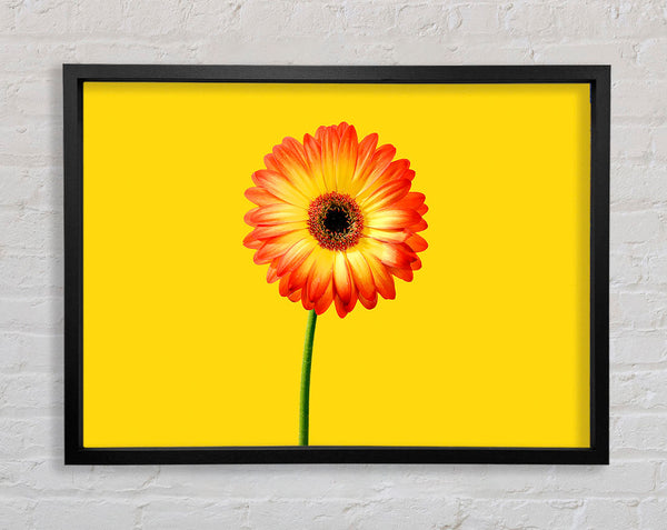 Orange Gerbera On Yellow Framed Print