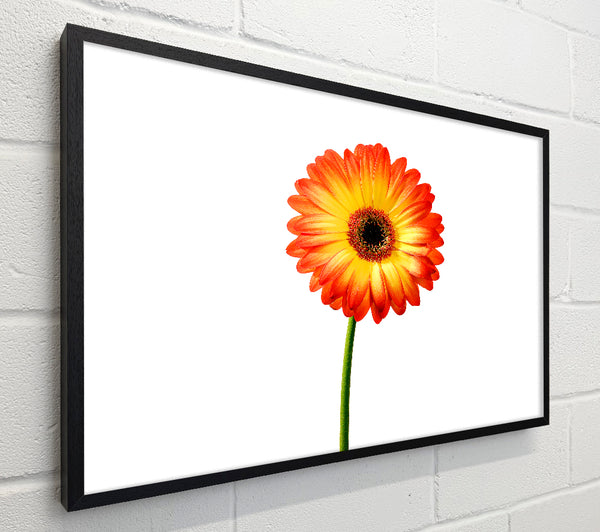 Orange Gerbera On White