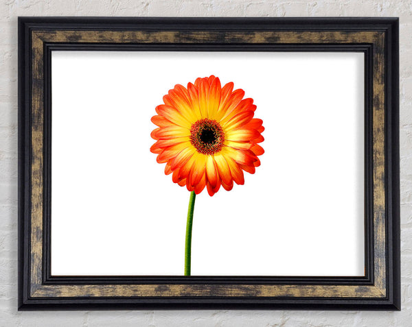 Orange Gerbera On White Framed Print