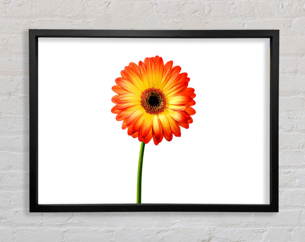 Orange Gerbera On White Framed Print