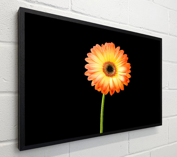 Orange Gerbera On Black