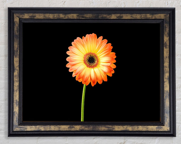 Orange Gerbera On Black Framed Print