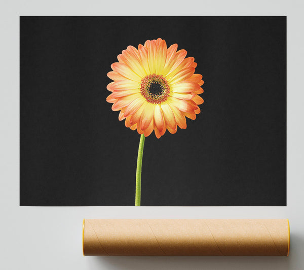 Orange Gerbera On Black Giclee Print