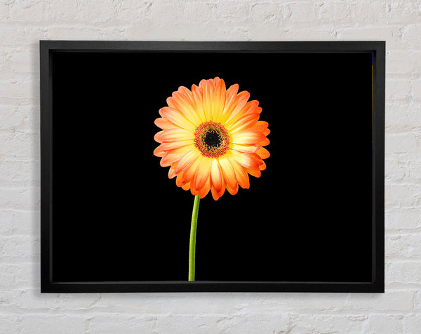 Orange Gerbera On Black Framed Print