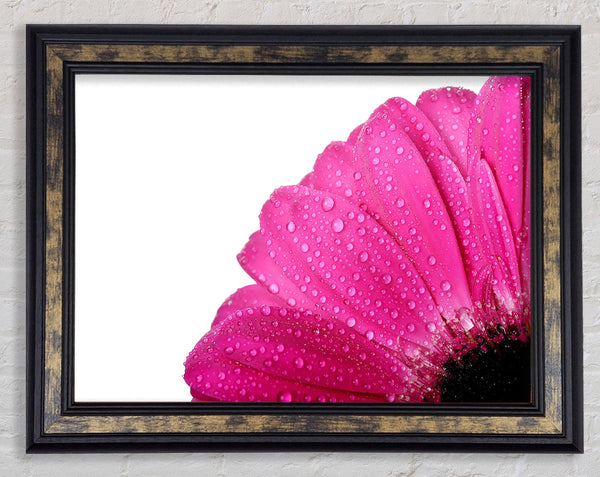 Pink Dewdrop Petals Framed Print