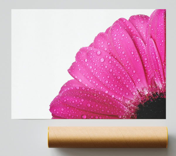 Pink Dewdrop Petals Poster