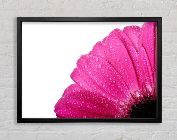 Pink Dewdrop Petals Framed Print