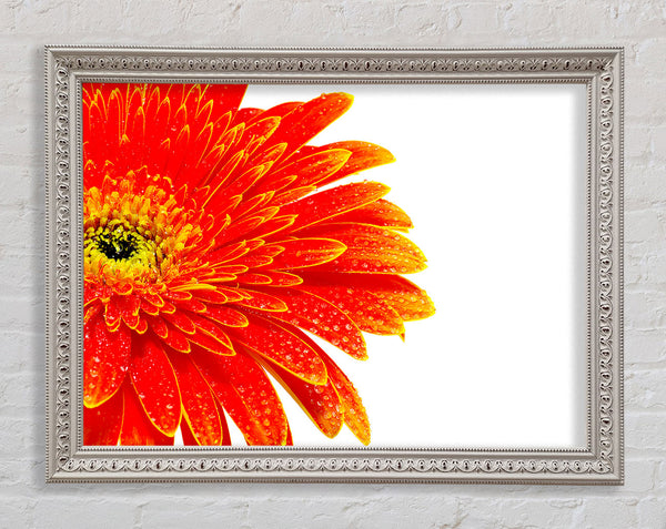 Lava Petals Framed Print