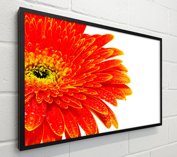 Lava Petals