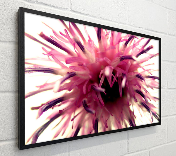 Pink Flower Head Explosion