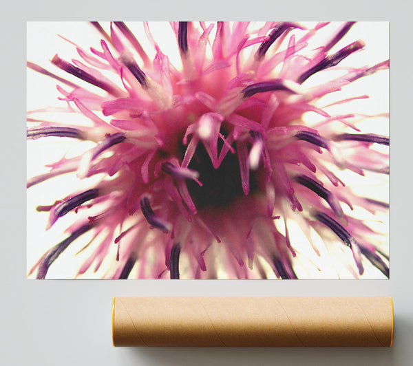Pink Flower Head Explosion Poster