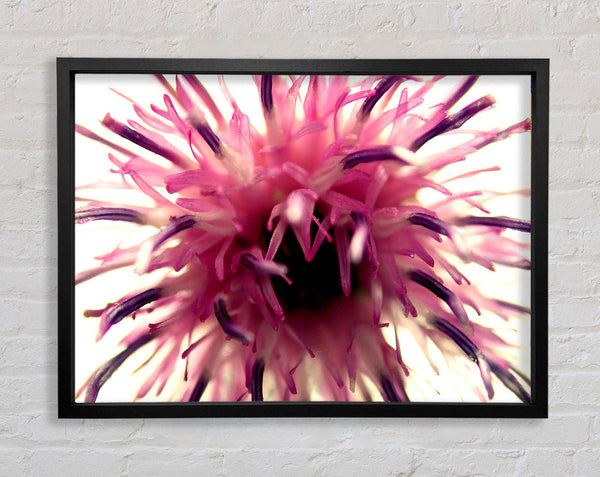 Pink Flower Head Explosion Framed Print