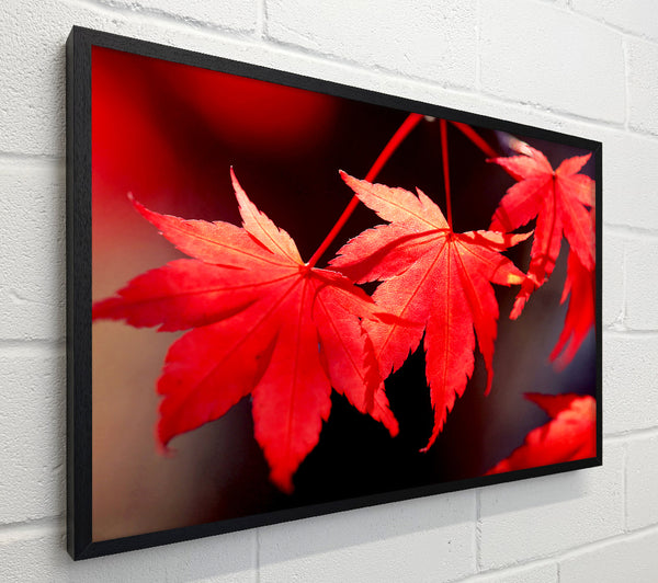Winter Red Leaves