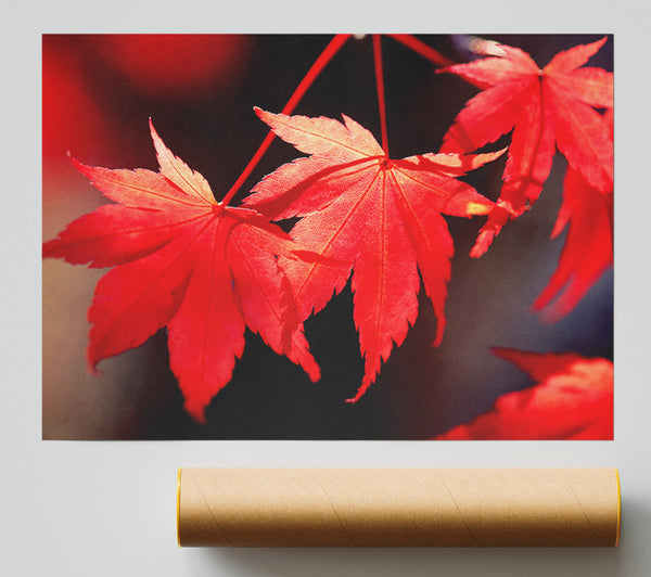 Winter Red Leaves Print