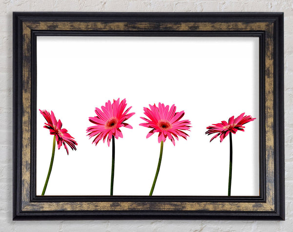 Pink Gerbera Quads Framed Print