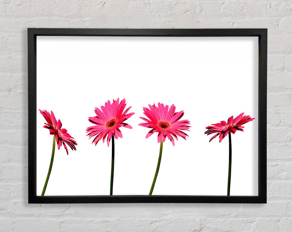 Pink Gerbera Quads Framed Print