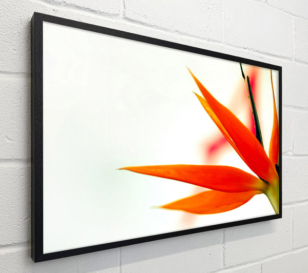 Orange Bird Of Paradise