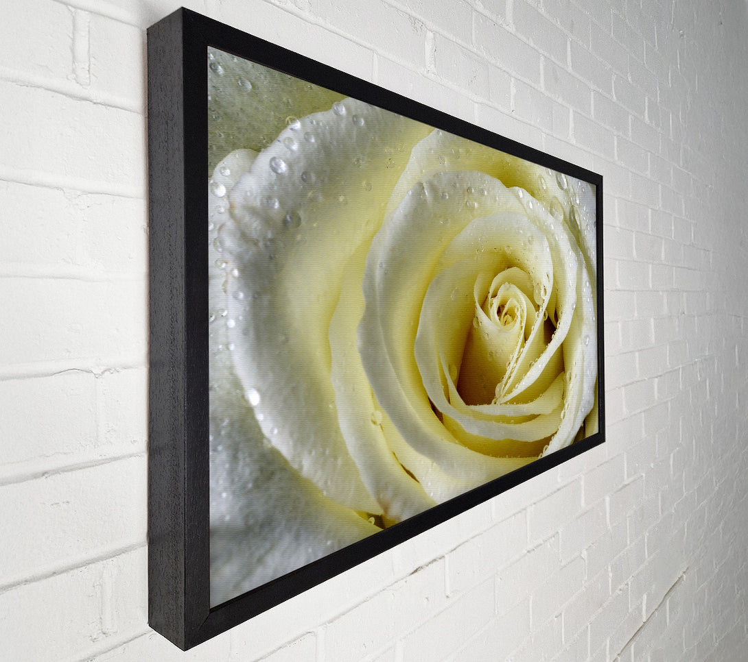  A Canvas Print of White Rose Petal Dew Canvas Print