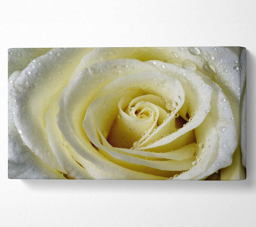 A Canvas Print of White Rose Petal Dew Canvas Print
