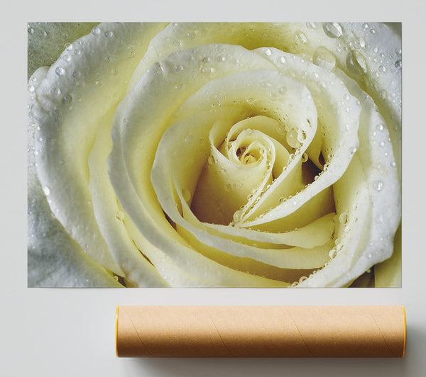White Rose Petal Dew Poster