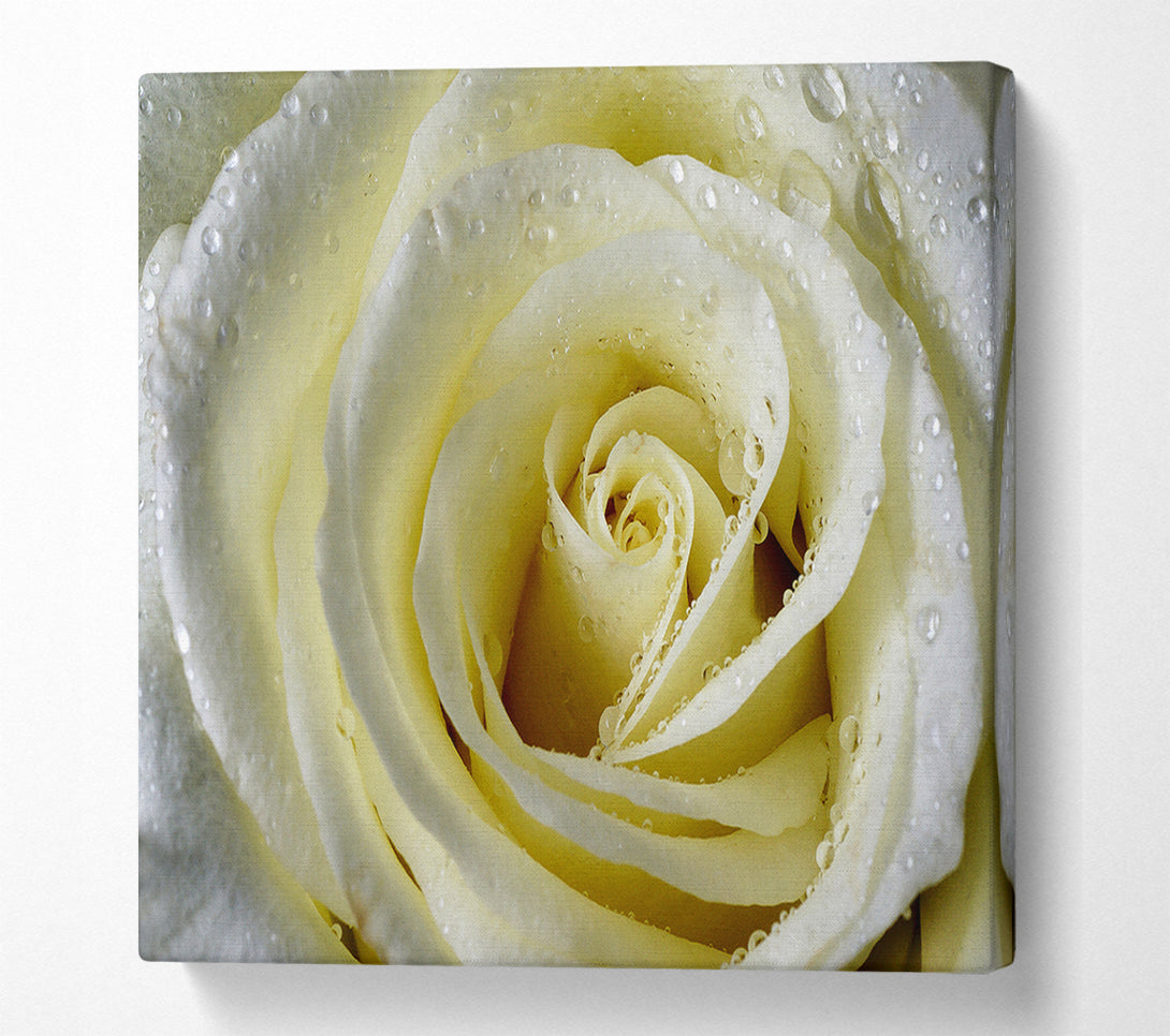  A Canvas Print of White Rose Petal Dew Canvas Print