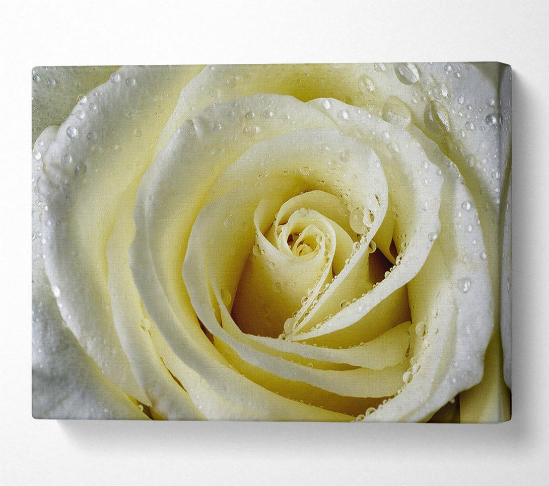  A Canvas Print of White Rose Petal Dew Canvas Print