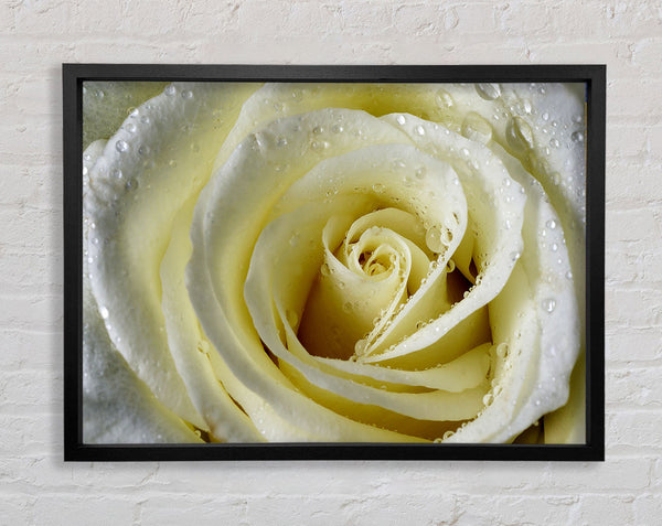 White Rose Petal Dew Framed Print