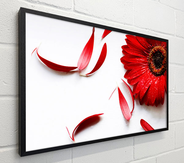 Red Gerbera Fallen Petals