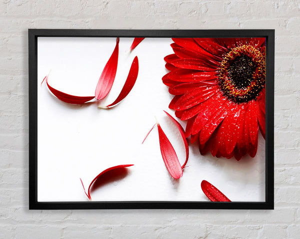Red Gerbera Fallen Petals Framed Print