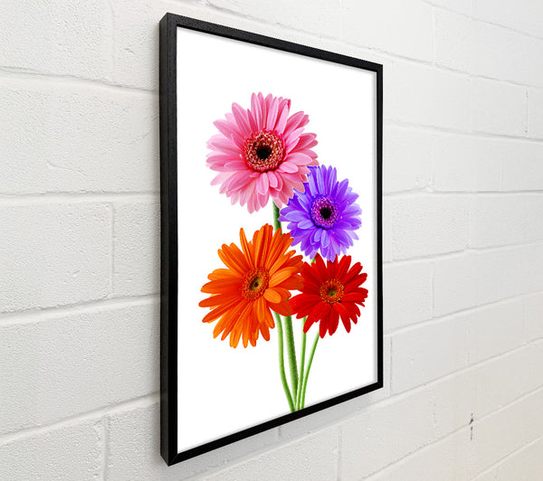 Gerbera Colours