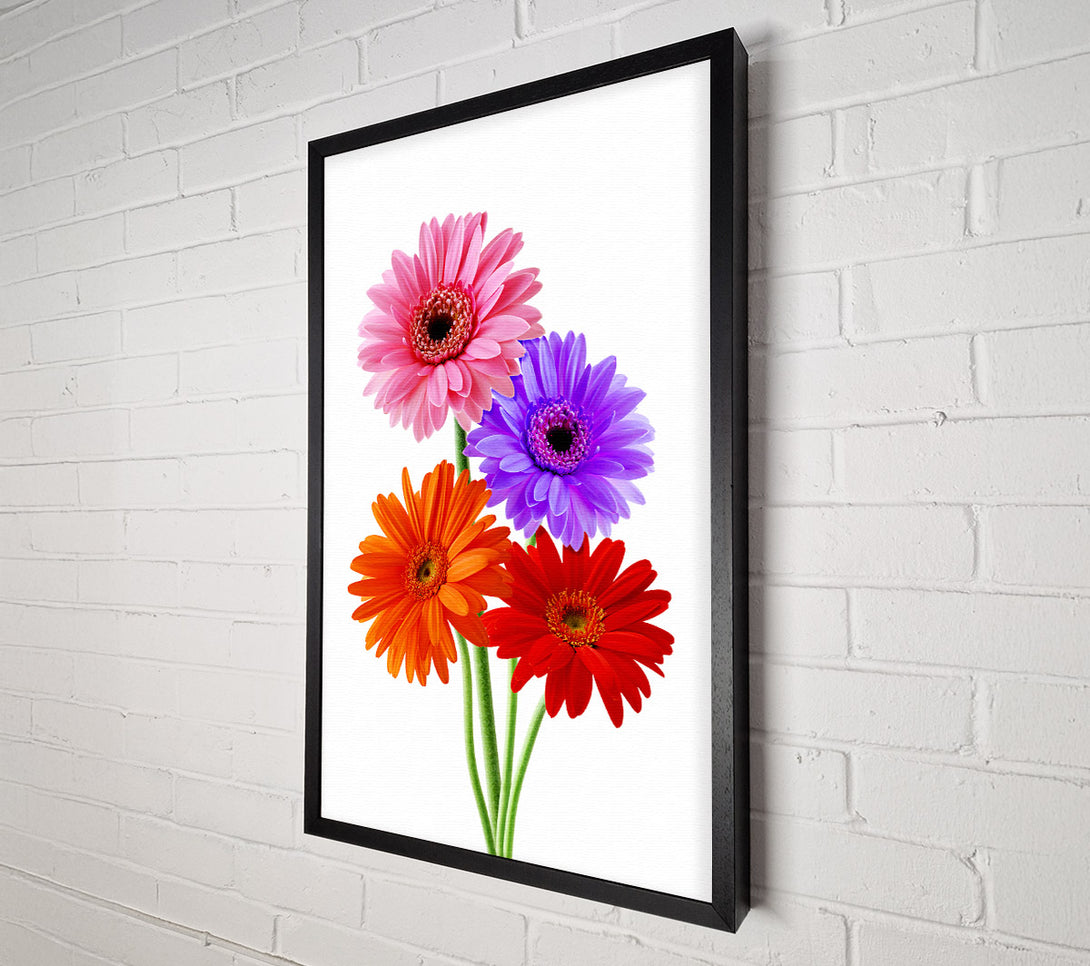  A Canvas Print of Gerbera Colours Canvas Wall Art