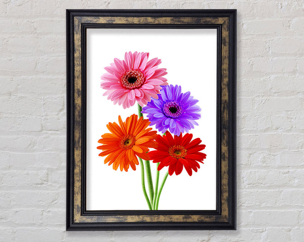 Gerbera Colours Framed Print
