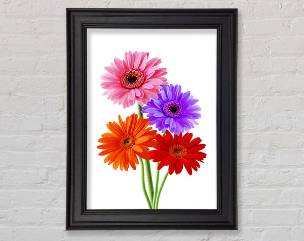 Gerbera Colours Framed Print