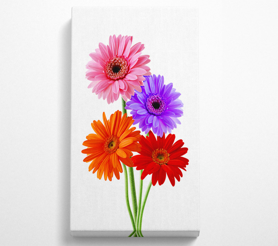  A Canvas Print of Gerbera Colours Canvas Wall Art